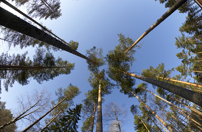 лес деревья сосна