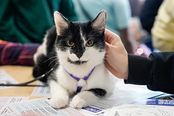 В СФ поддержали создание реестра заводчиков собак и кошек