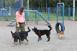 Штрафы за самовыгул животных предложили поднять до 50 тыс. рублей