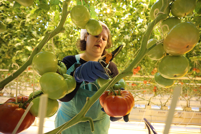 теплица помидоры фермер