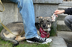 В РФ предлагают кратно увеличить штрафы за выброшенных питомцев