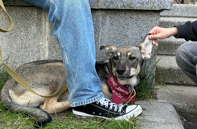 питомец собака 