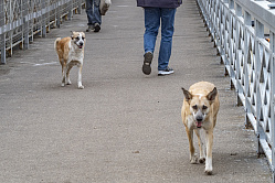 В СФ предлагают создать государственную инфраструктуру помощи бездомным животным