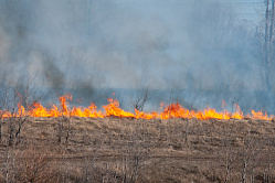 Рослесхоз призвал регионы жестче взыскивать ущерб с виновников лесных пожаров