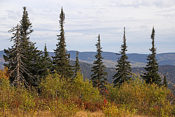 В СФ призвали совершенствовать защиту лесов и бороться с незаконными свалками