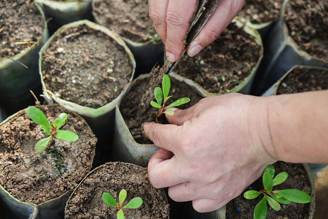 селекция растений агропром 