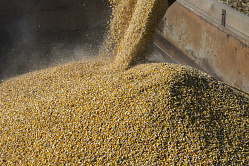 В СФ назвали Азию главной целью экспортной экспансии российской сельхозпродкции