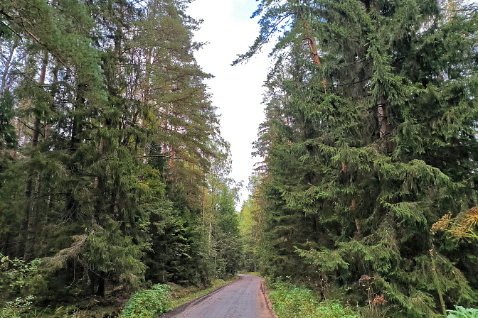 лес лесная дорога