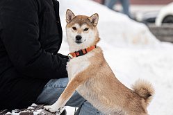 В Минприроды подготовили закон о единой базе учёта домашних животных