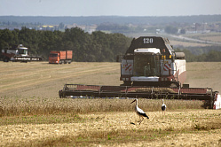 В СФ заявили, что исторические регионы станут лидерами в АПК в ближайшие годы