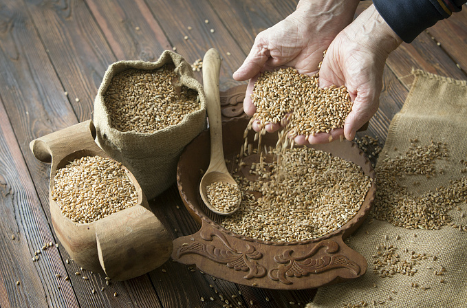 зерно пшеница хлеб урожай 