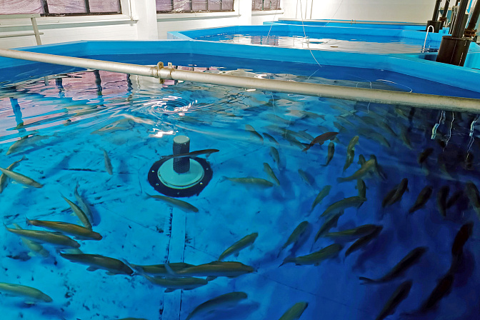 муксун редкие виды рыб 