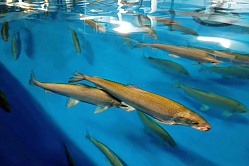 В СФ предлагают доработать программу по сохранению муксуна, нельмы и чира