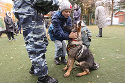 В СФ оценили идею ввести штрафы за кормление бездомных животных