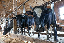 Вклад сельского хозяйства в ВРП Амурской области достиг 100 млрд рублей