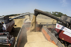 Минсельхоз: Россия — лидер в экспорте пшеницы, гречихи и подсолнечного масла