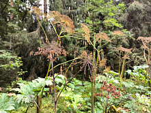 В СФ рассказали, когда дачников начнут штрафовать на 50 тыс. рублей за борщевик