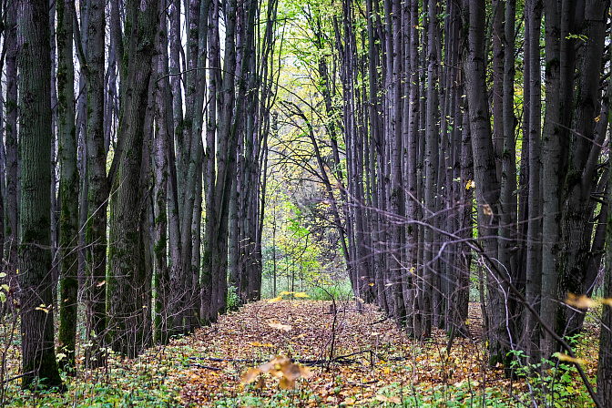 лес посадки 