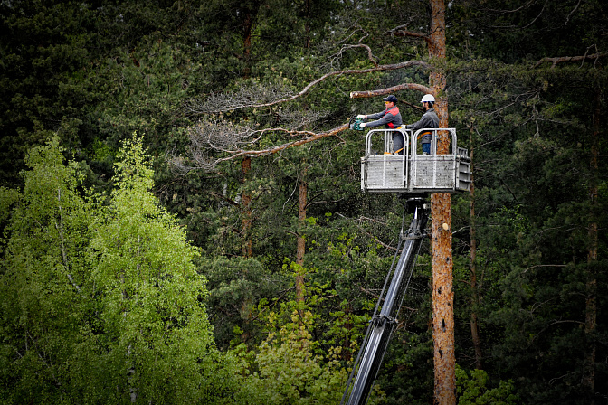 лесники лесничество