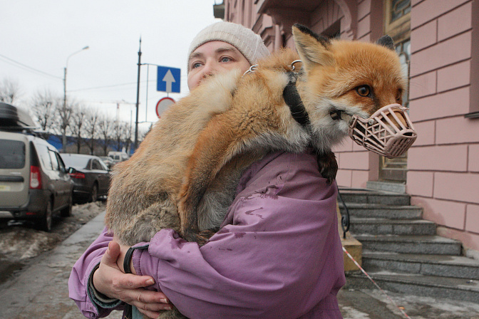ручная домашняя лиса