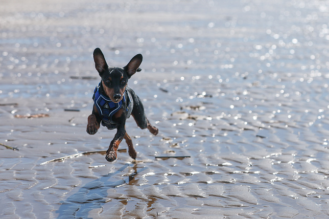 собака питомец 