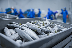 Зарплаты в российской рыбной отрасли выросли на 22%