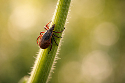 Активность клещей зафиксирована более чем в половине регионов России