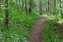 В РФ хотят снять запрет на обустройство лесных тропинок