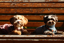 Маркировку домашних животных хотят ввести с сентября 2026 года