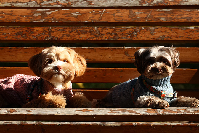 питомцы собаки 