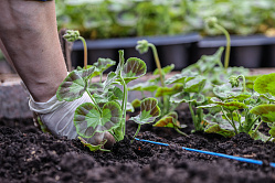 Матвиенко предложила запустить в муниципалитетах акцию «Сажаем цветы»