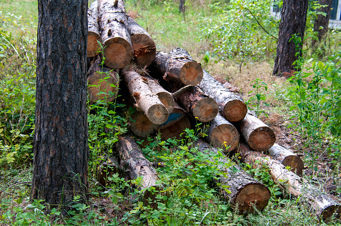 вырубка леса лесозаготовка 