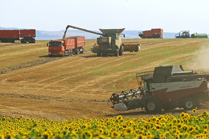 урожай пшеницы зерно уборочная