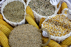 В СФ прогнозируют рост популярность российских семян за рубежом