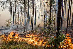 Матвиенко призвала увеличить финансирование на тушение лесных пожаров  