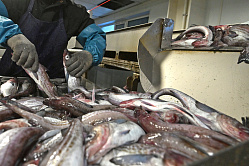 Сенаторы призвали Роспотребнадзор усилить контроль за рыбной продукцией
