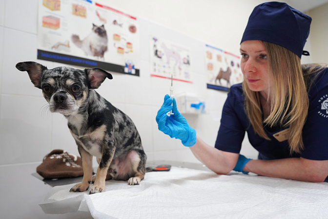 ветклиника питомец 