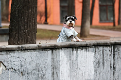 У жестоких хозяев будут изымать домашних питомцев