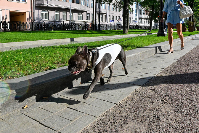 питомец собака