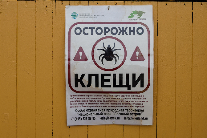 клещи, объявление, паразиты, инфекция