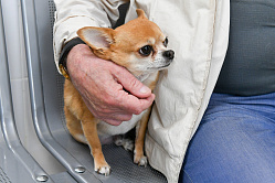 В среднем 4,5 тыс. рублей в месяц тратят россияне на своих домашних животных