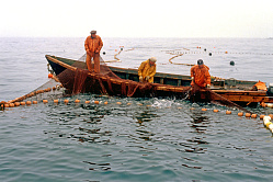 В СФ призвали защитить коренные народы при проведении рыболовных аукционов 