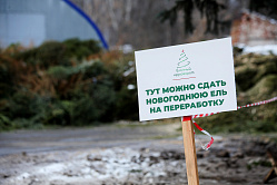 Россиян призвали не допустить «ёлочного беспредела» в мусорных контейнерах