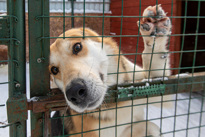 приют для животных 