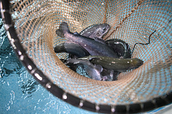 В СФ считают, что нужно усилить меры для поддержки аквакультуры